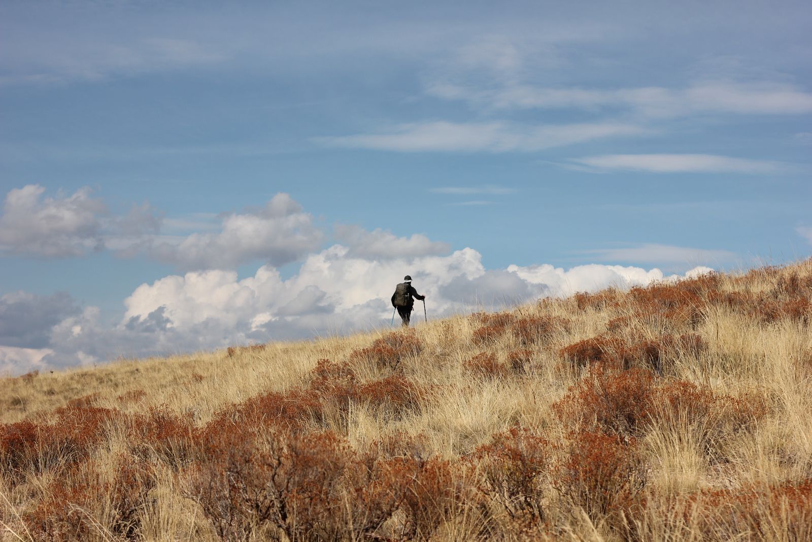 Best Daypack With Hip Belt Pockets Under $80: 4 Budget Picks That Qualify
